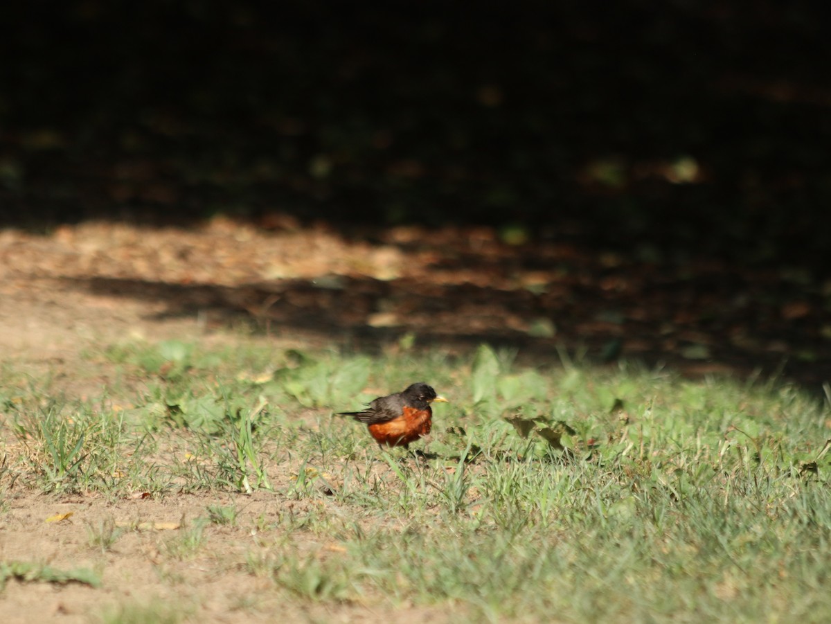 American Robin - Mark Khripko