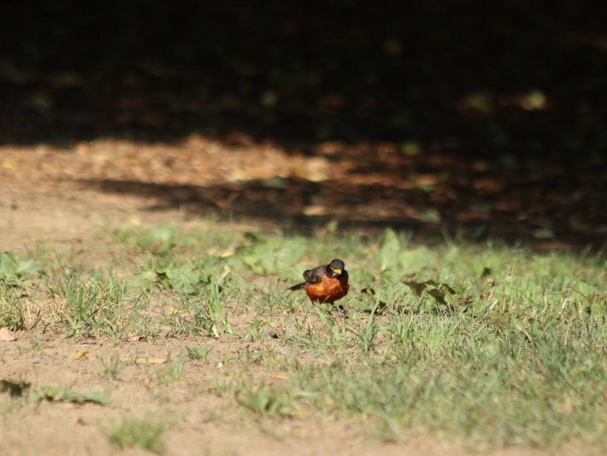 American Robin - Mark Khripko