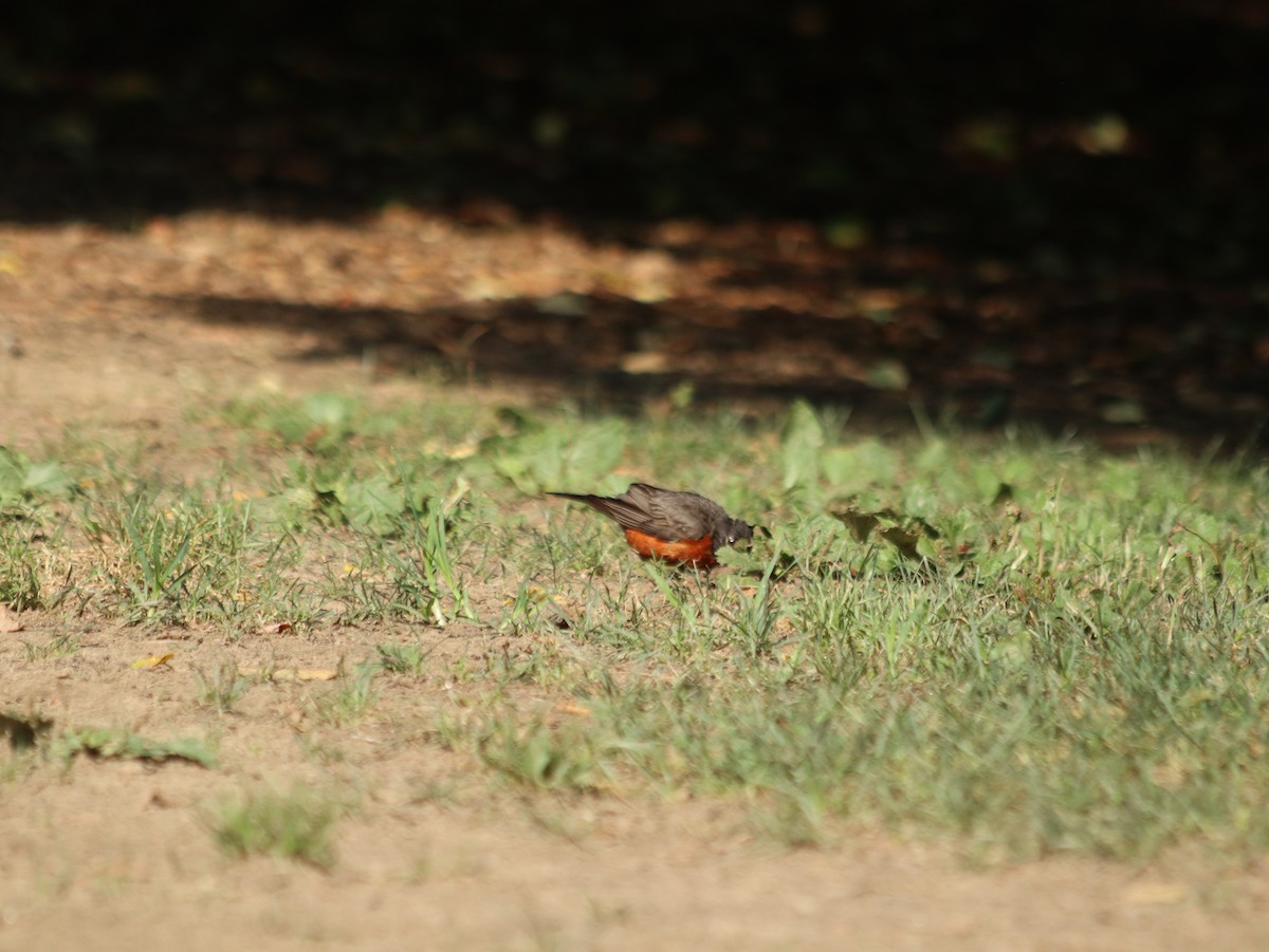 American Robin - ML621514164