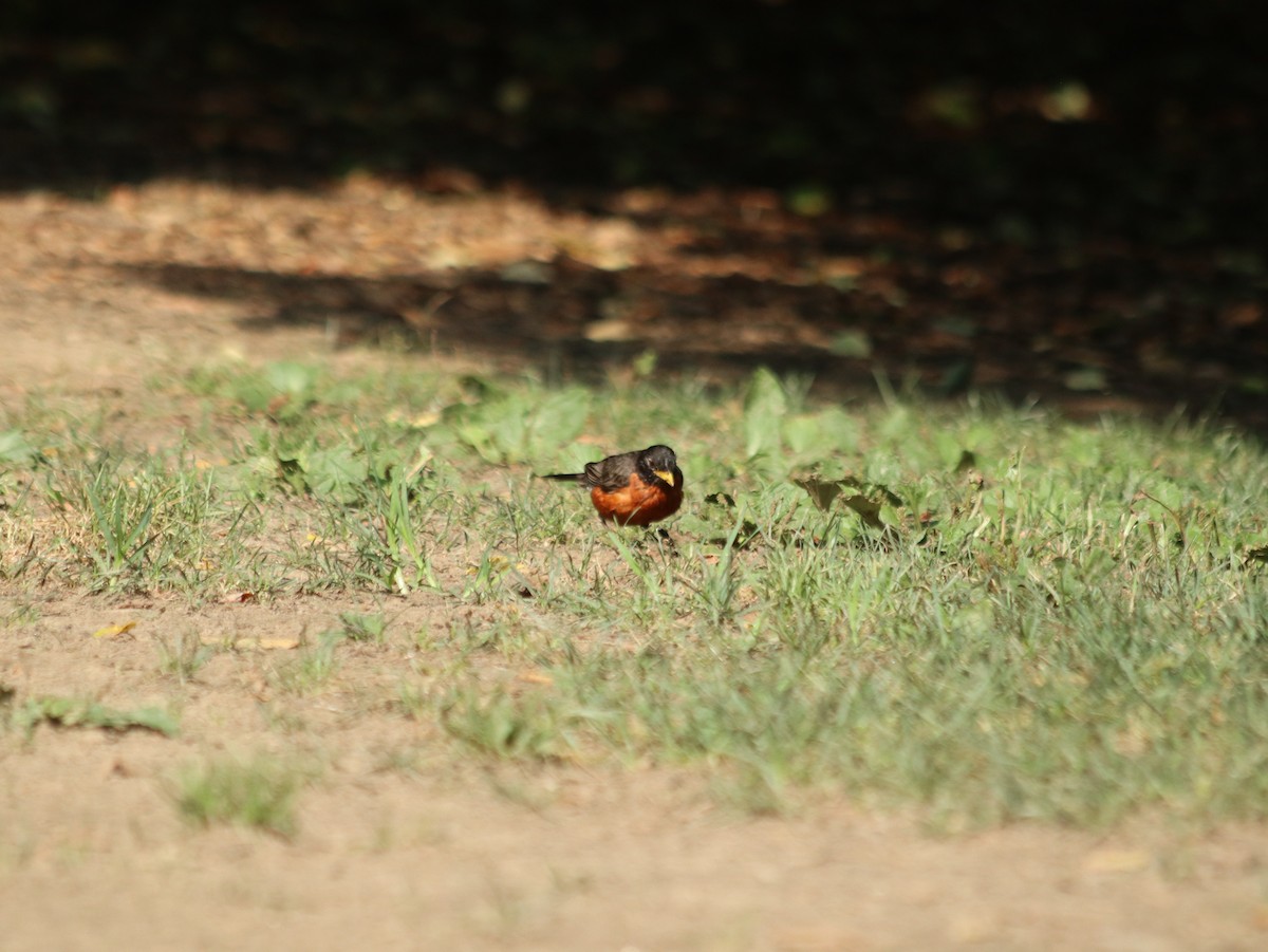 American Robin - ML621514167