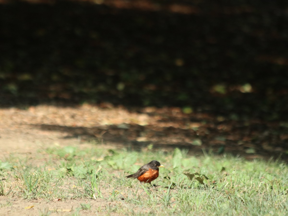 American Robin - ML621514168