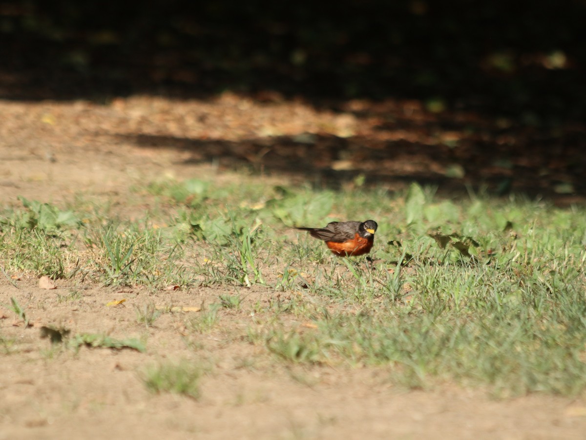 American Robin - ML621514169