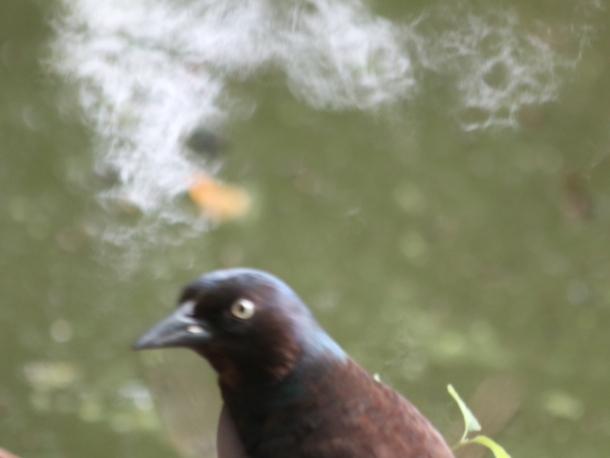 Common Grackle - ML621514189