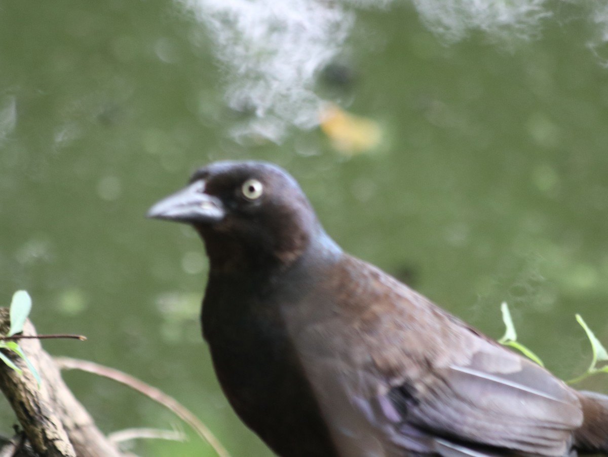 Common Grackle - ML621514204