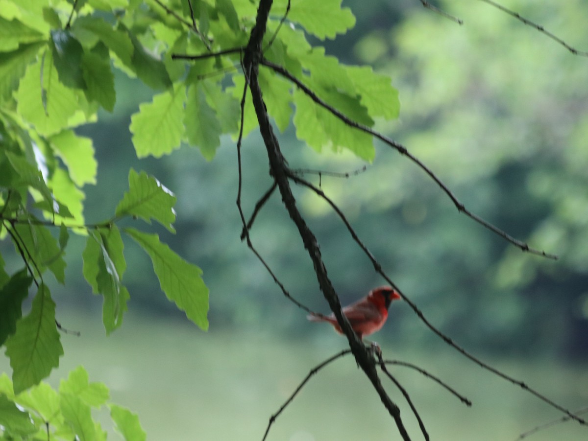 Northern Cardinal - ML621514232