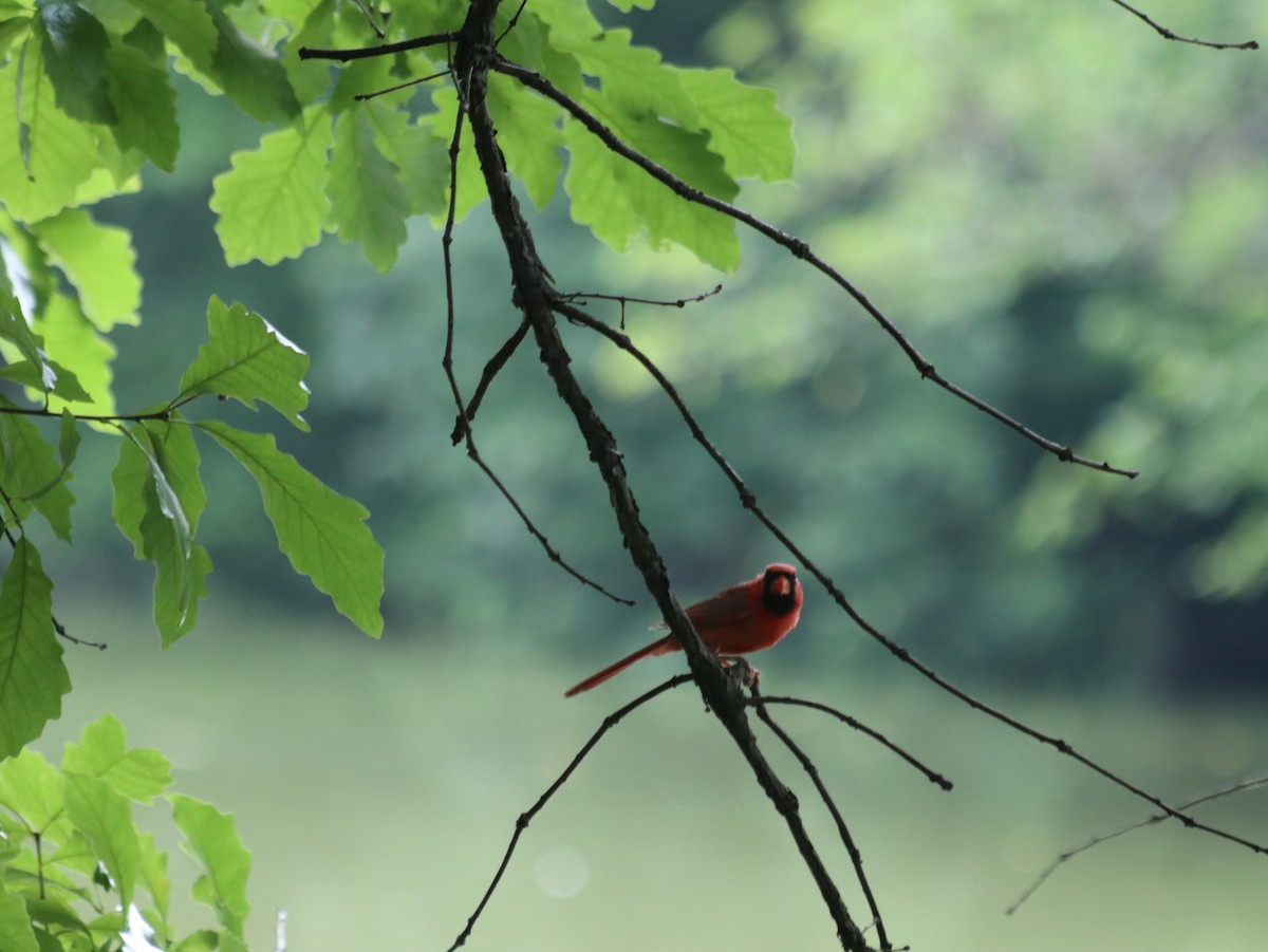 Northern Cardinal - Mark Khripko