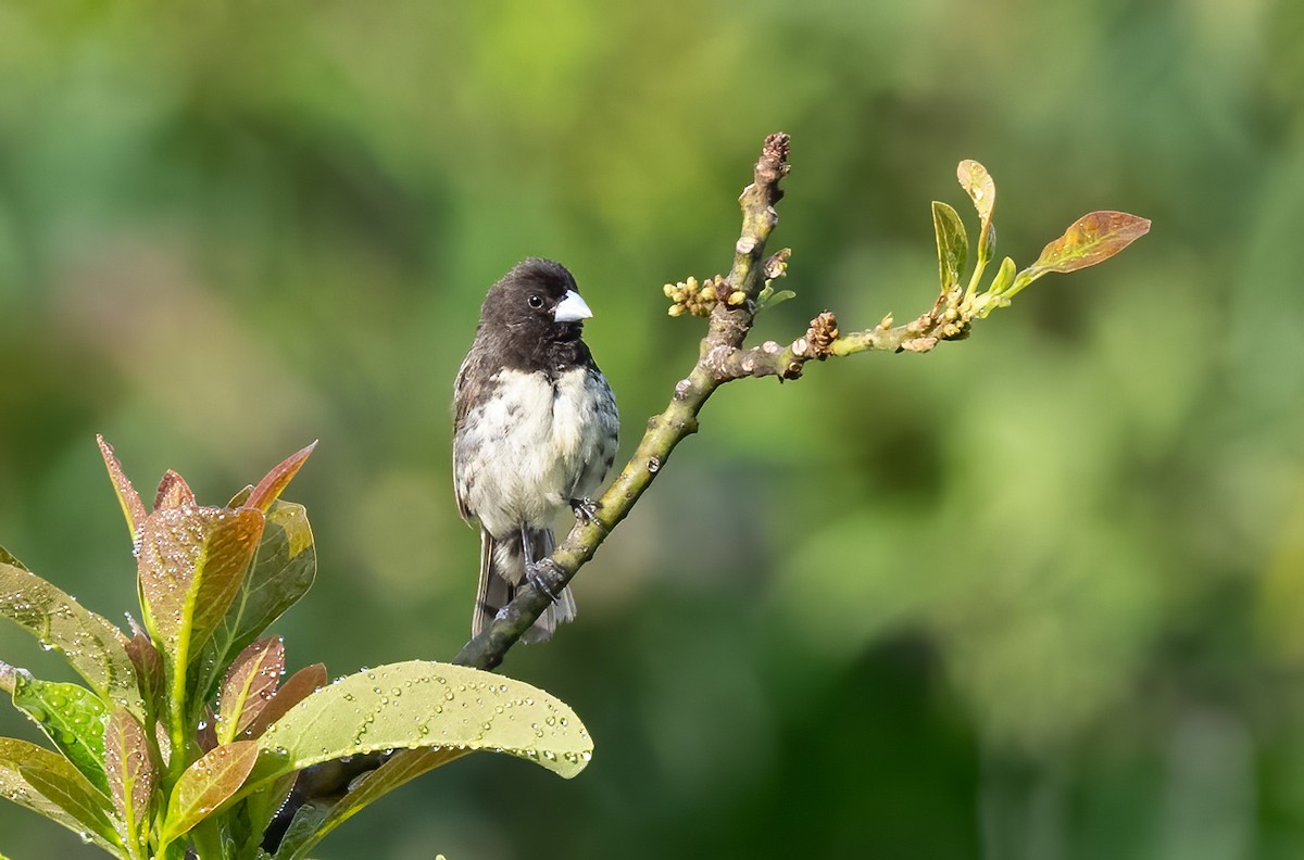 Yellow-bellied Seedeater - ML621514374