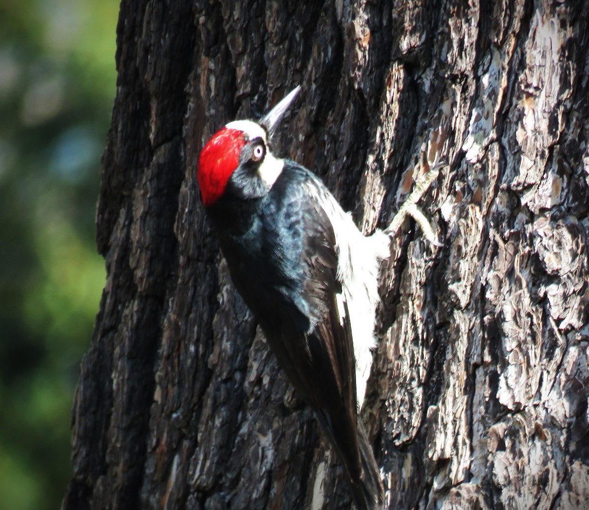 Acorn Woodpecker - ML621514375
