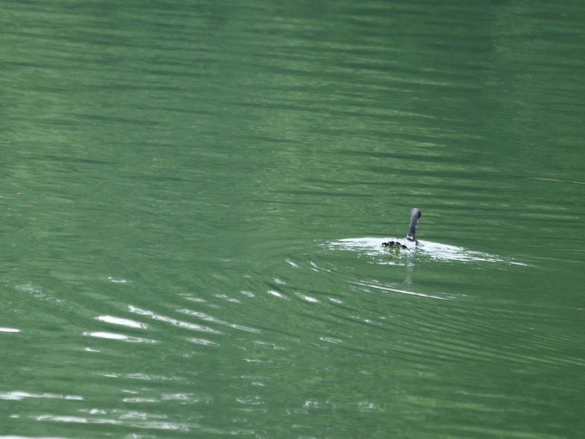 Double-crested Cormorant - ML621514379