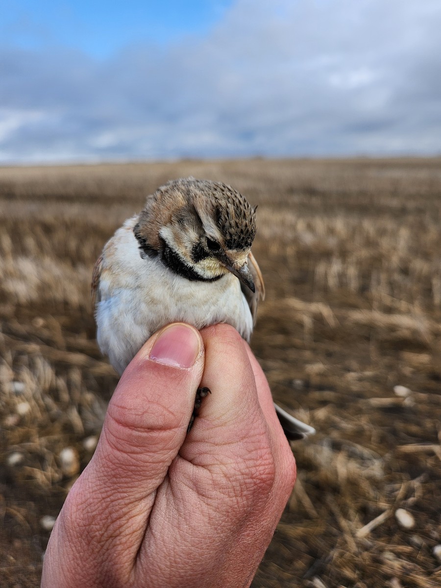 Horned Lark - ML621514396