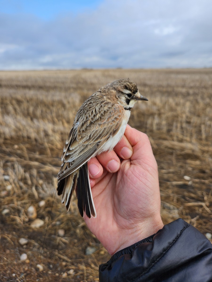 Horned Lark - ML621514397