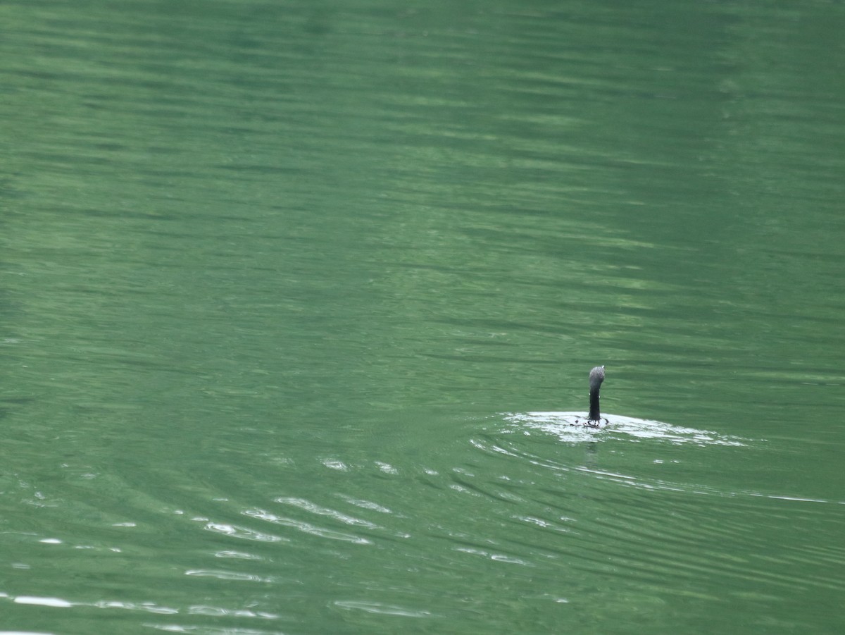 Double-crested Cormorant - ML621514427