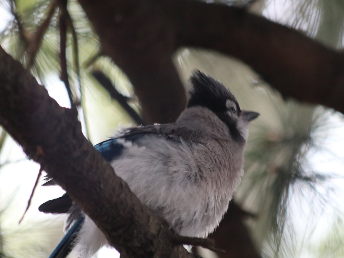 Blue Jay - ML621514463