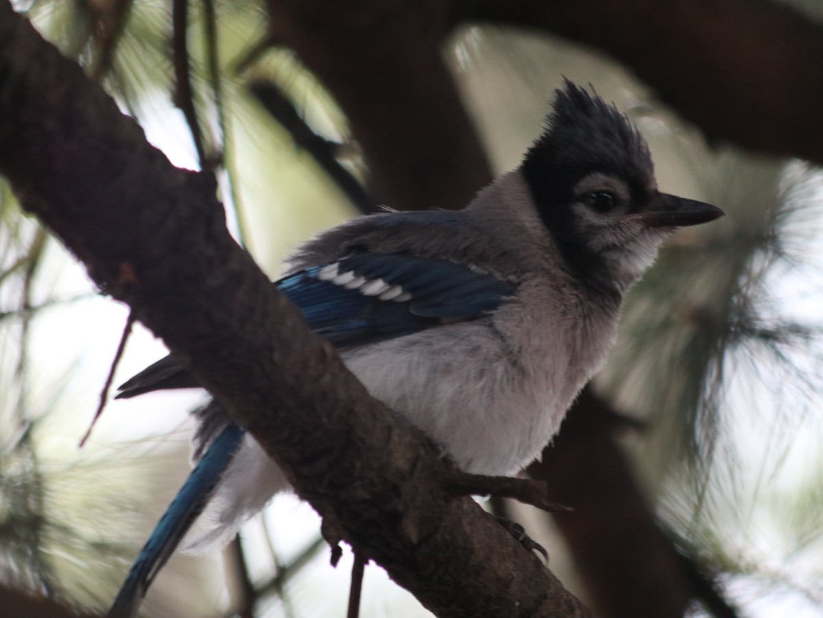 Blue Jay - ML621514464