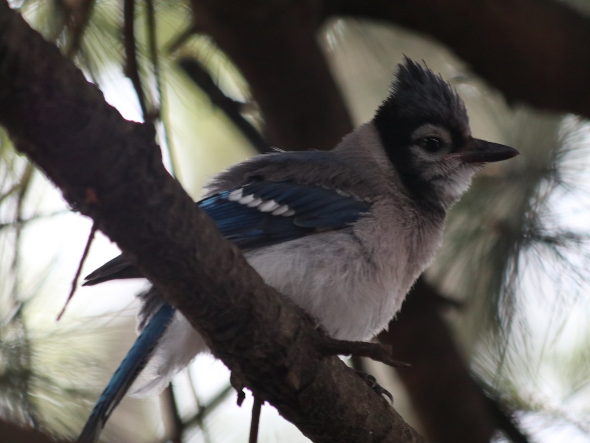 Chara Azul - ML621514464