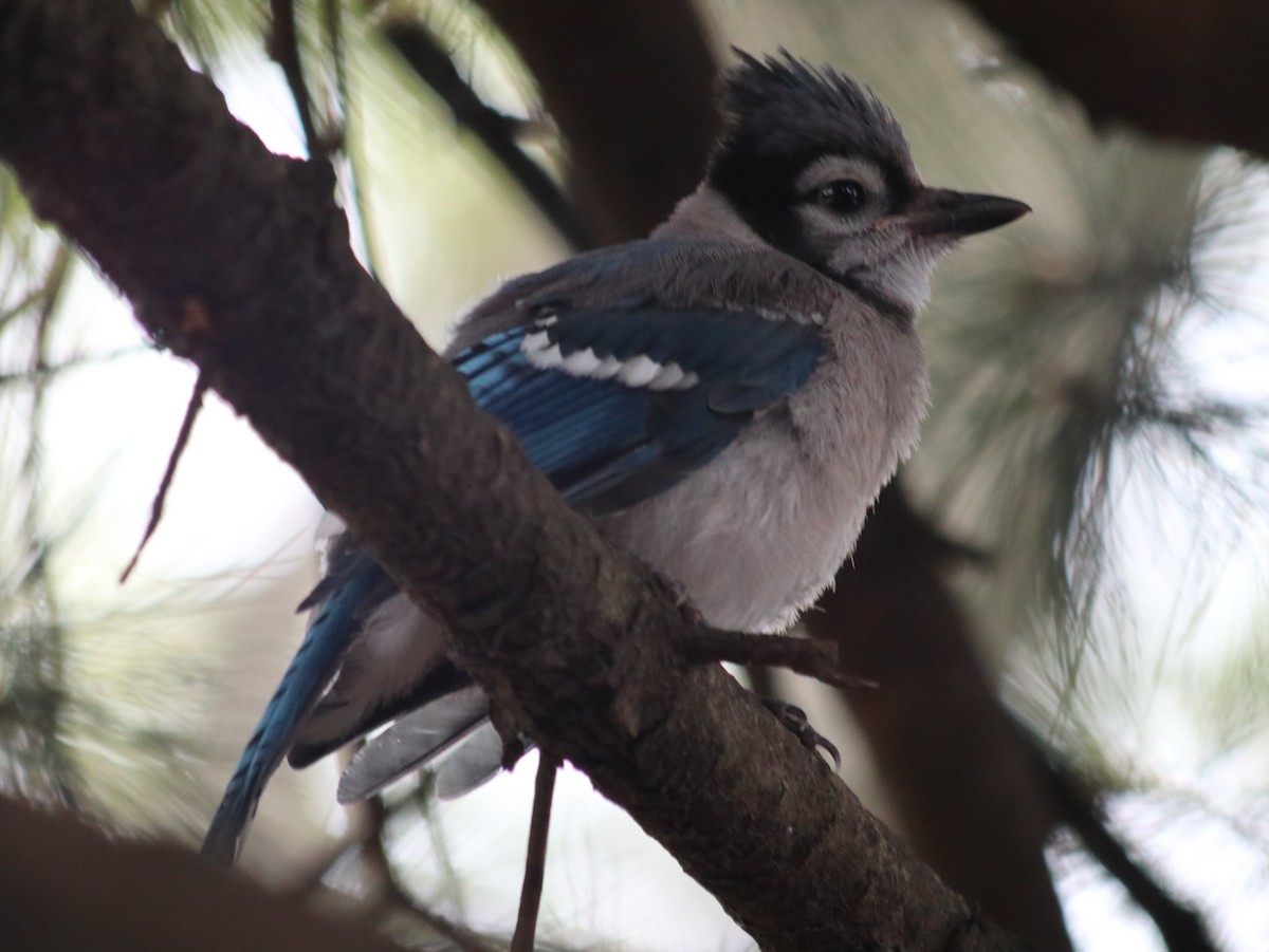Blue Jay - ML621514465