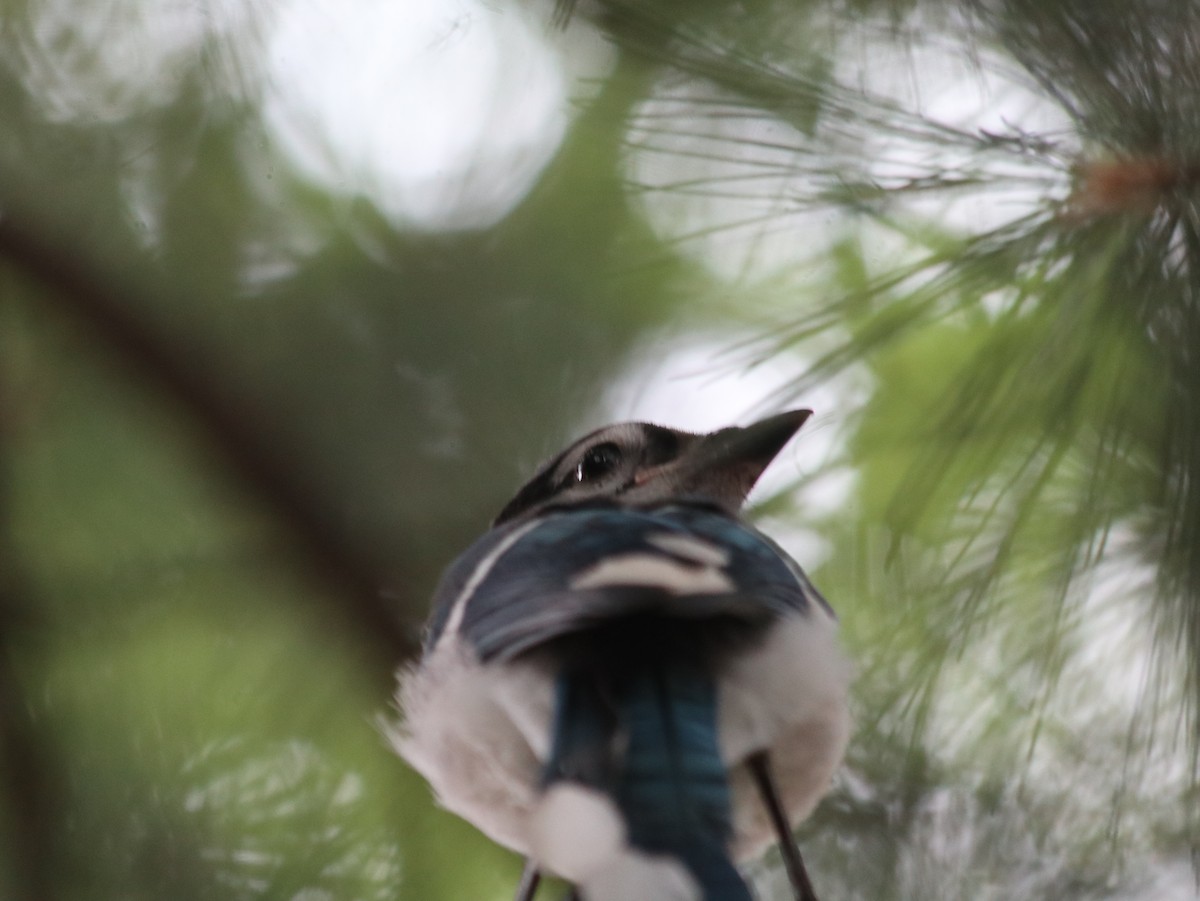 Blue Jay - ML621514483