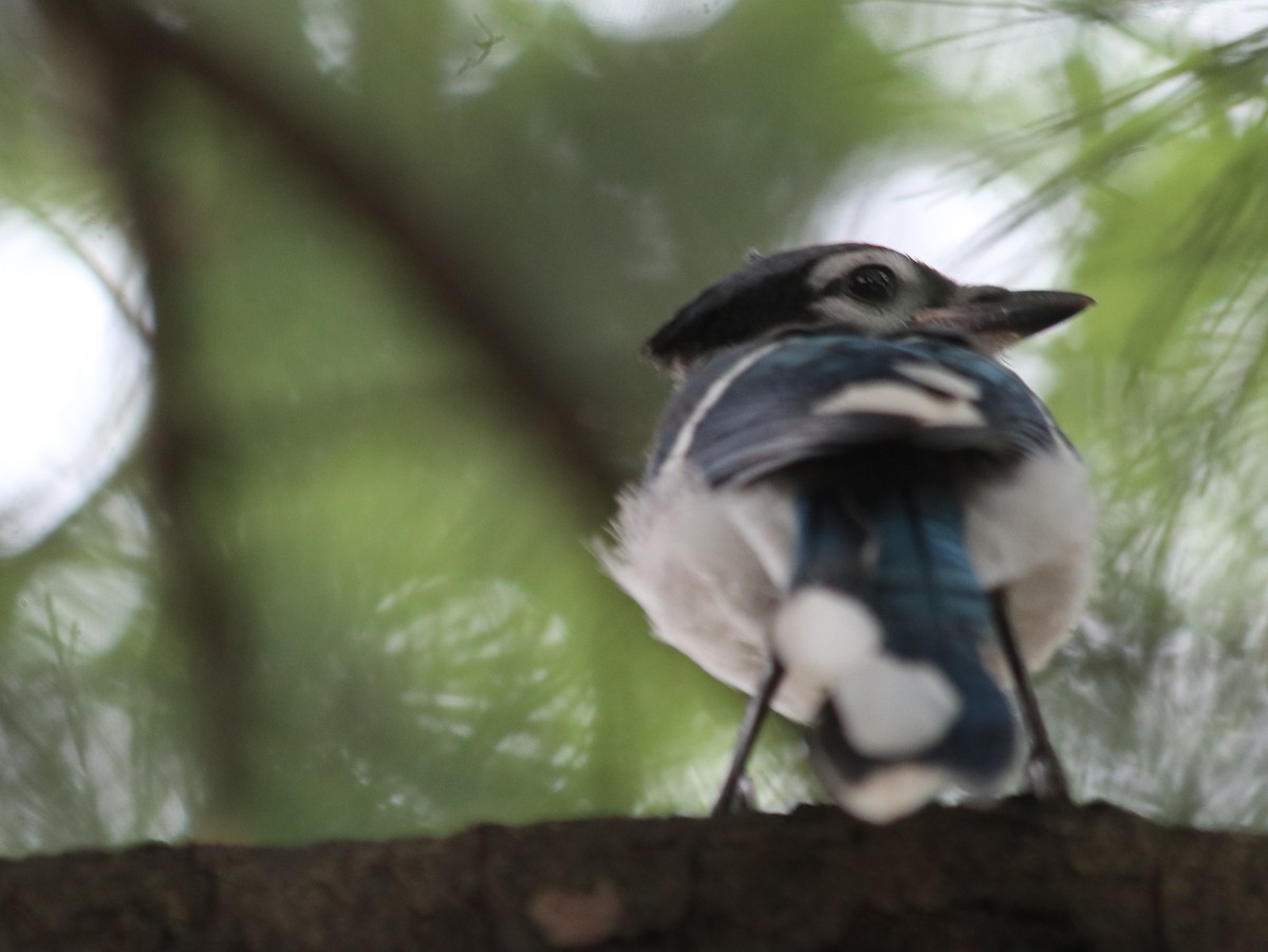 Blue Jay - ML621514484