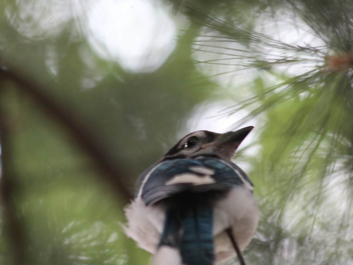 Blue Jay - ML621514485