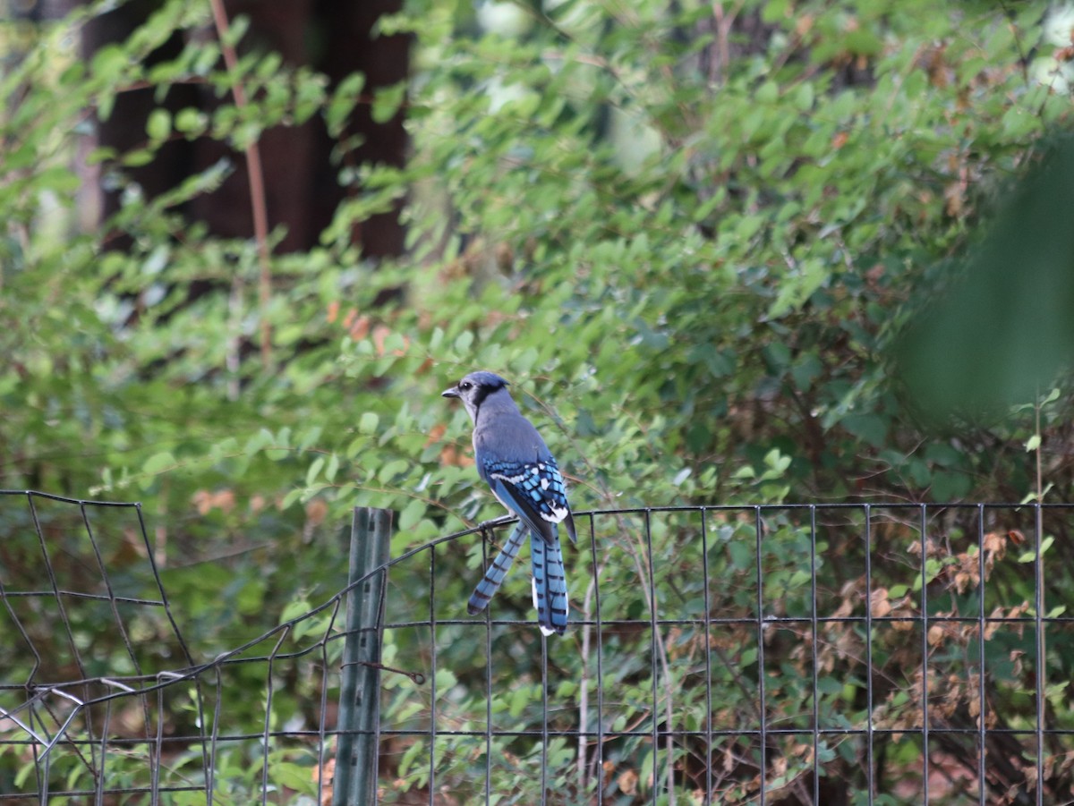 Blue Jay - ML621514491