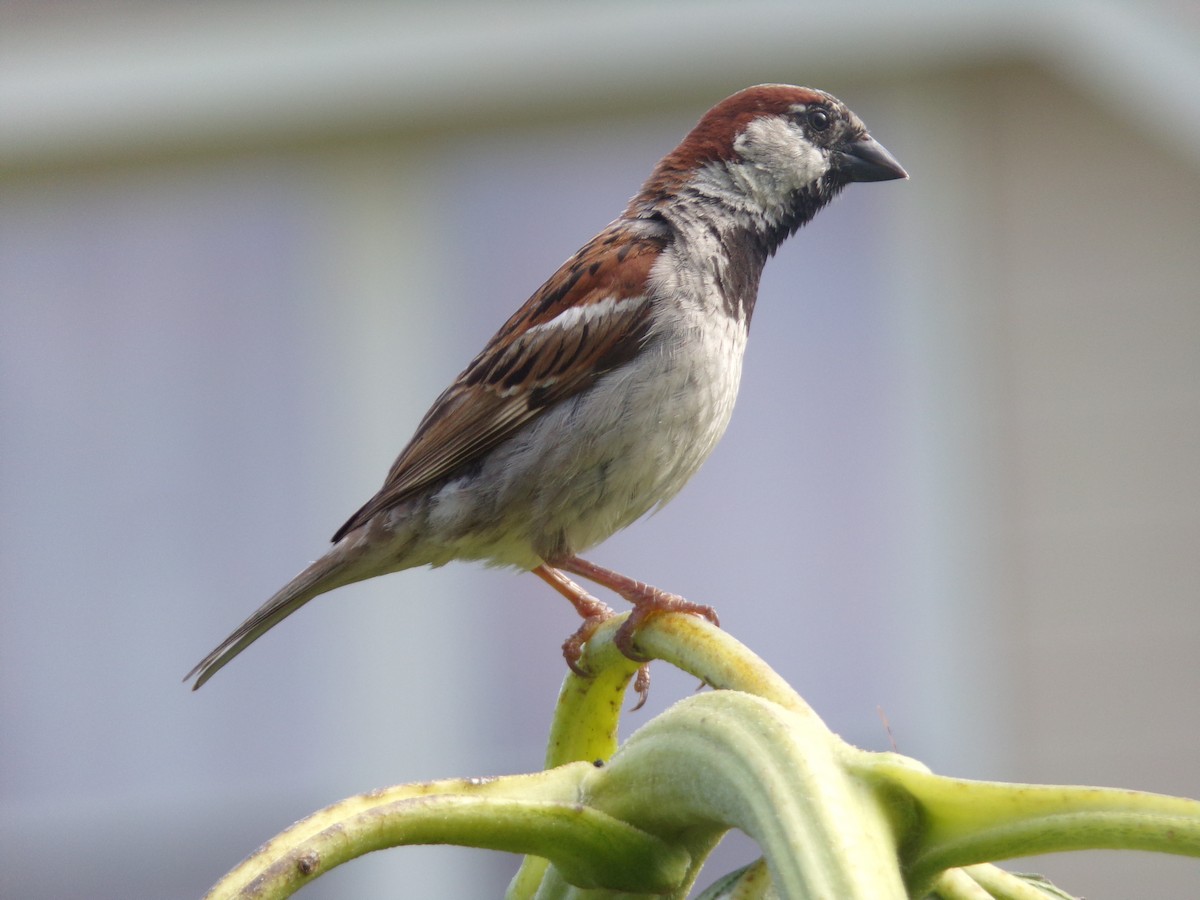 House Sparrow - ML621514564