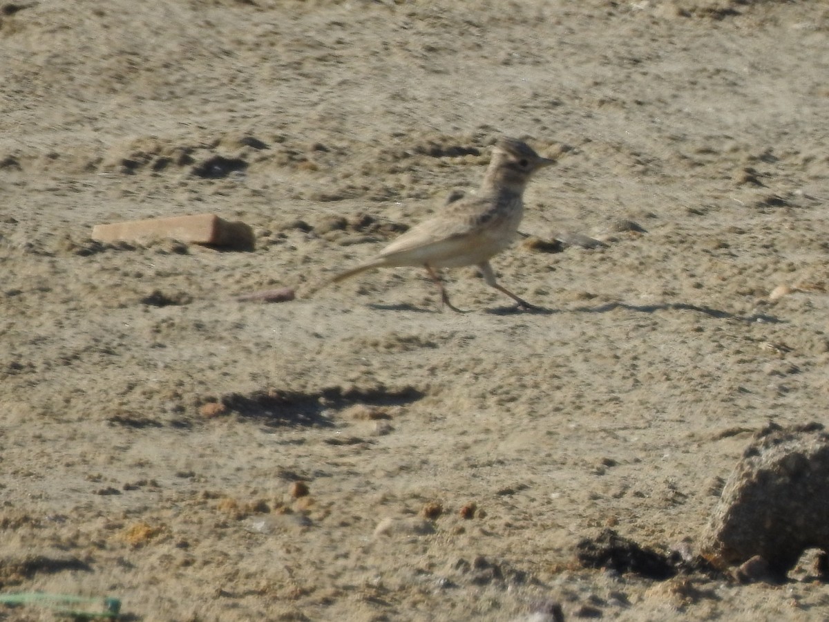 Sand Lark - ML621514632