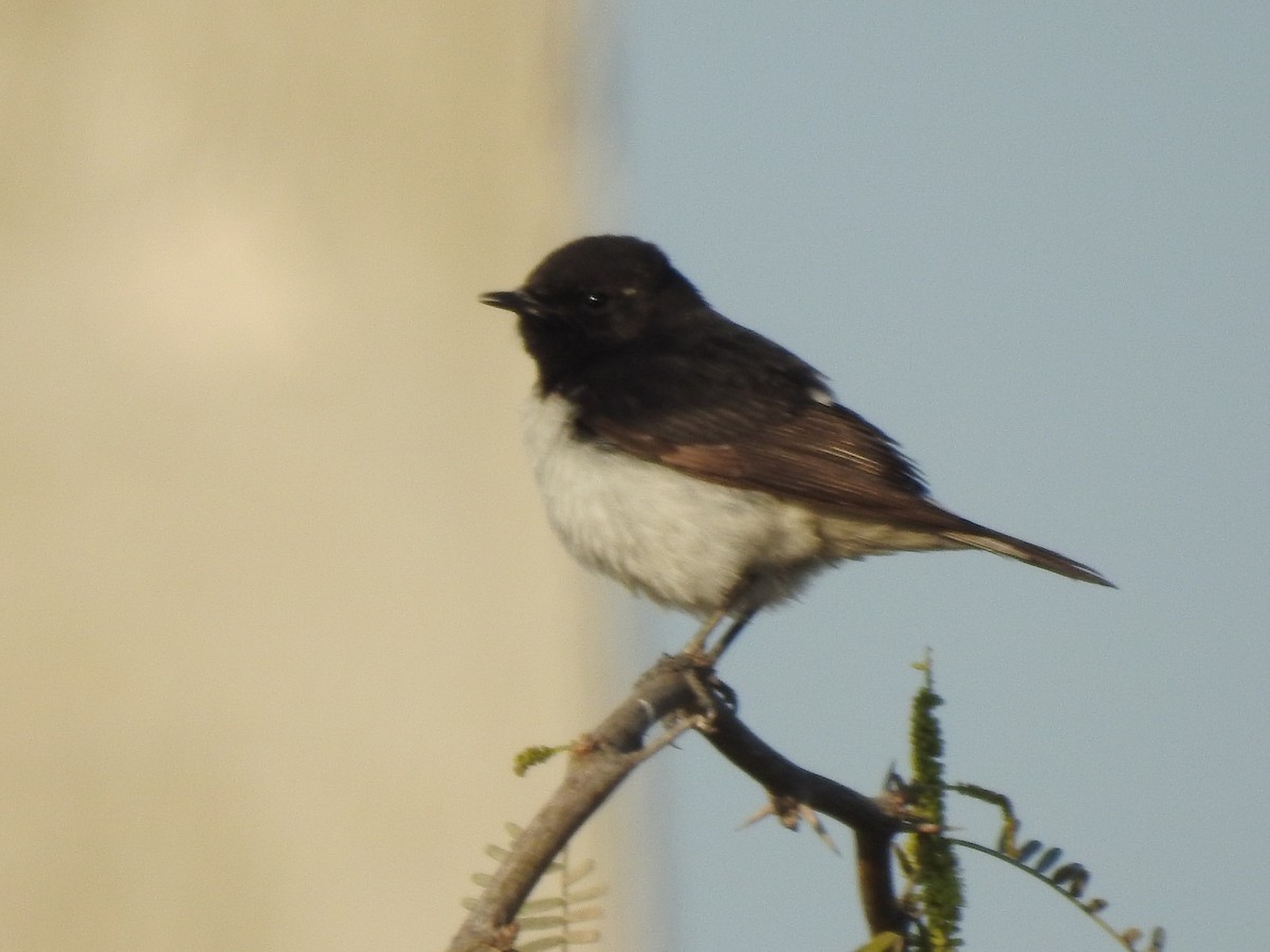 Hume's Wheatear - ML621514667