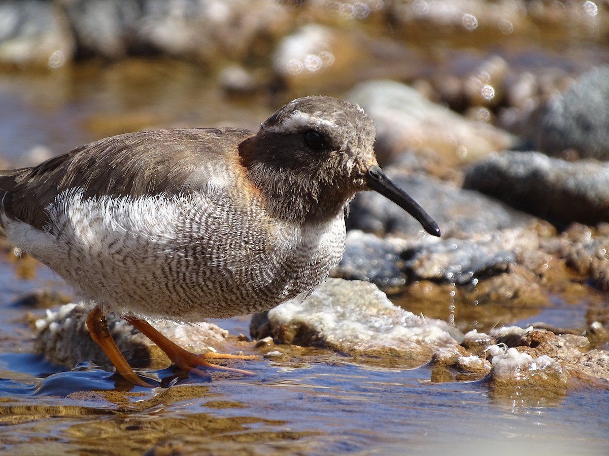 Diademed Sandpiper-Plover - ML621514712