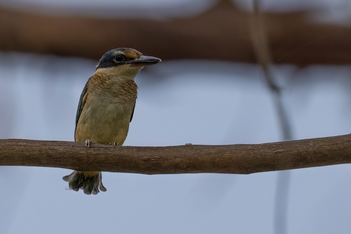 Sacred Kingfisher (Australasian) - ML621514725