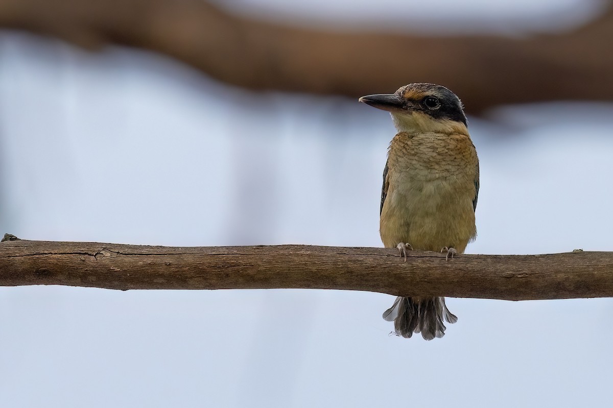 Sacred Kingfisher (Australasian) - ML621514726