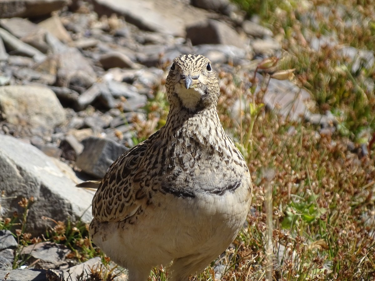 Gray-breasted Seedsnipe - ML621514729