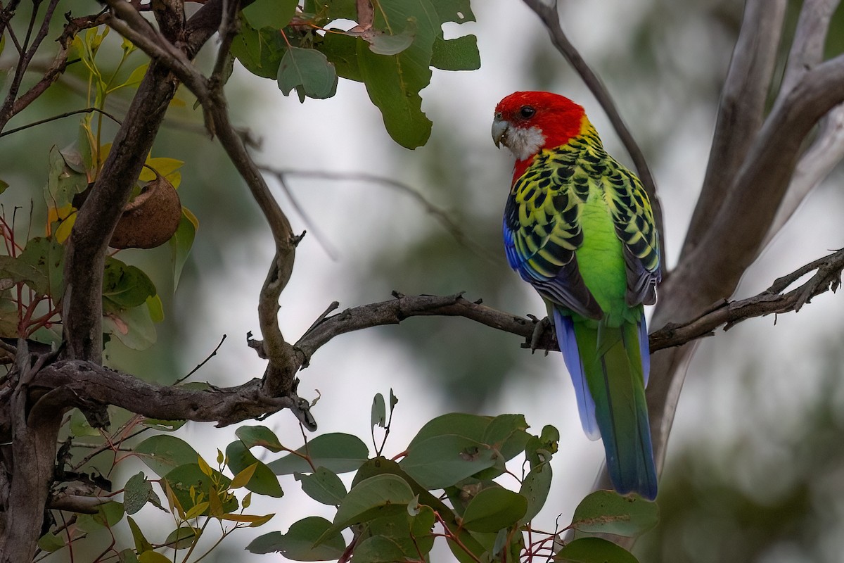 Eastern Rosella - ML621514731