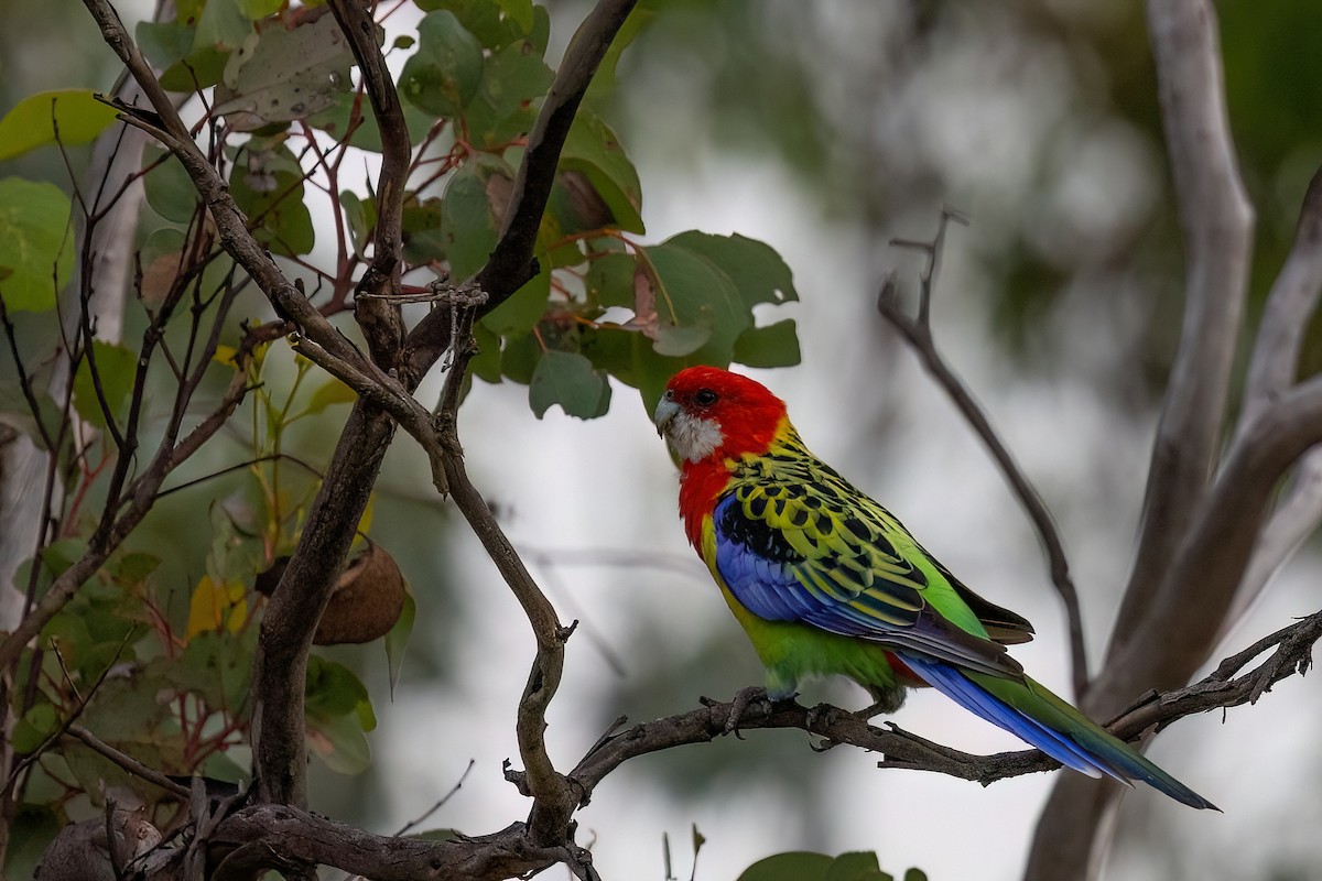 Eastern Rosella - ML621514732