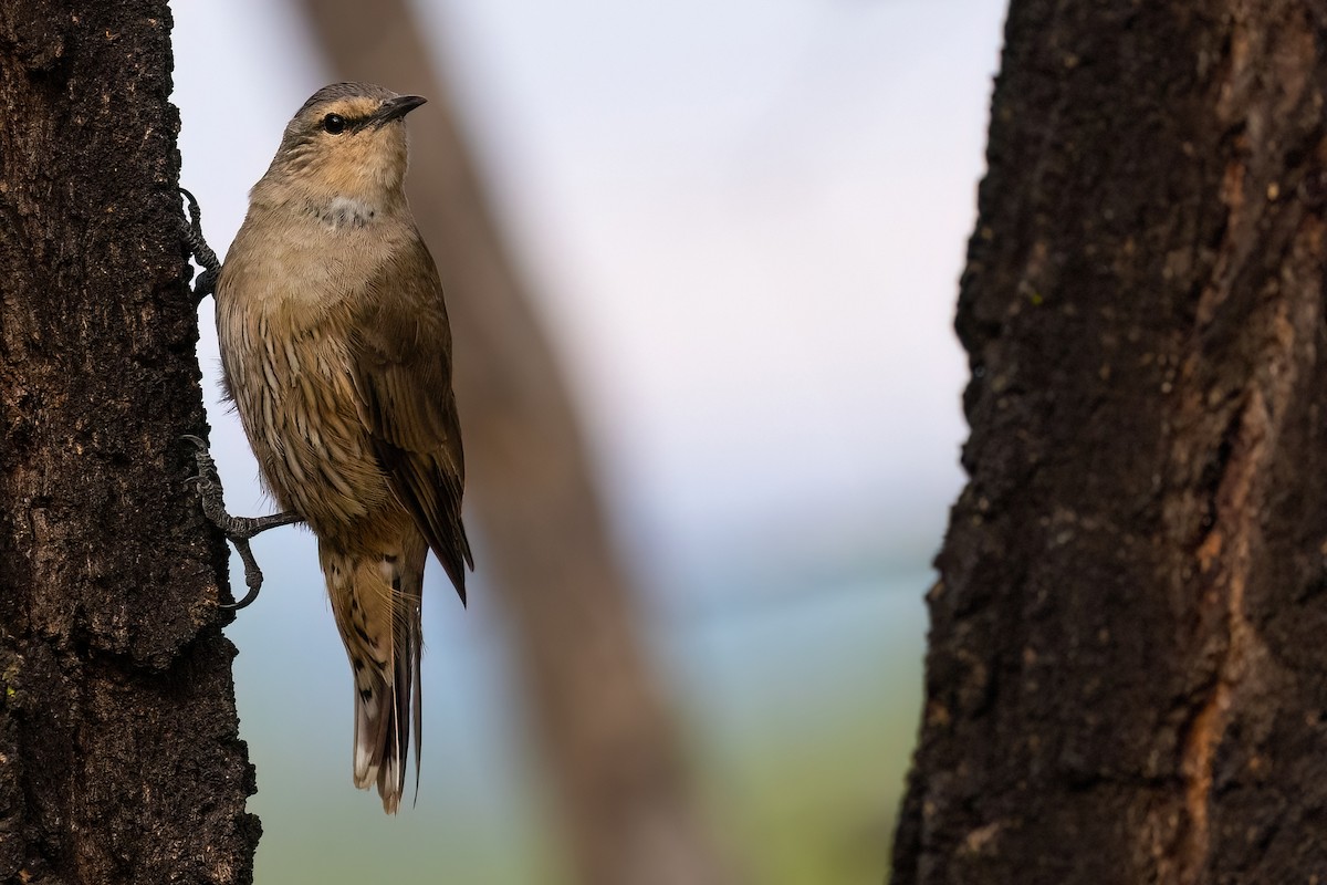 Brown Treecreeper - ML621514738