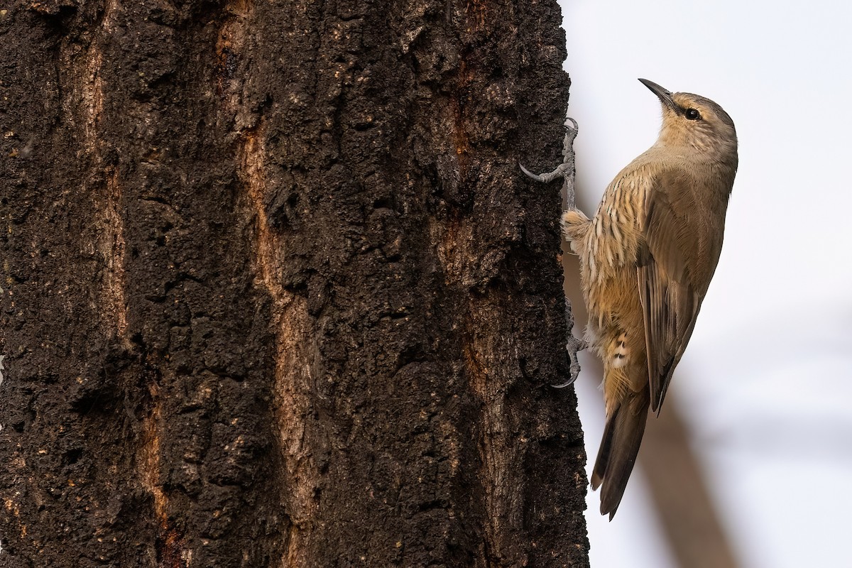 Brown Treecreeper - Jaap Velden