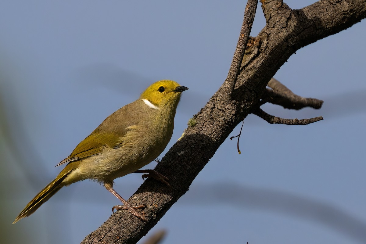 White-plumed Honeyeater - Jaap Velden