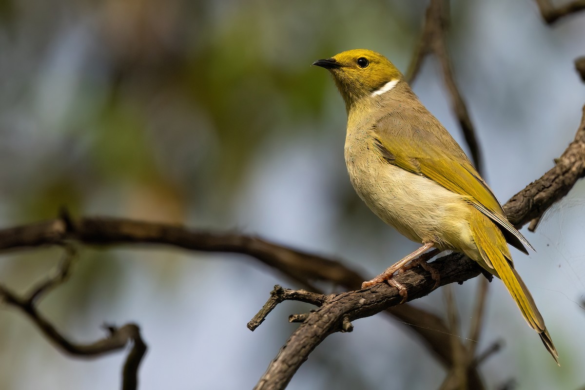 White-plumed Honeyeater - ML621514749