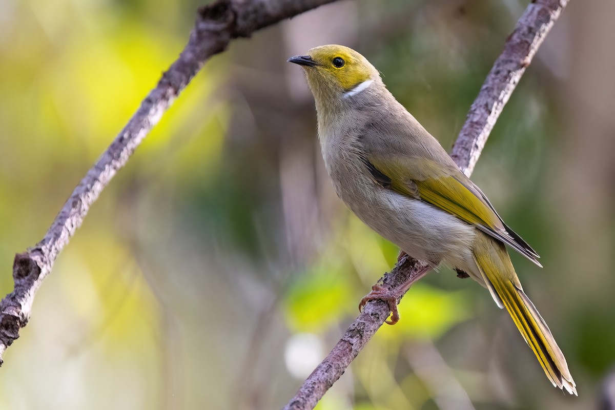 White-plumed Honeyeater - ML621514750