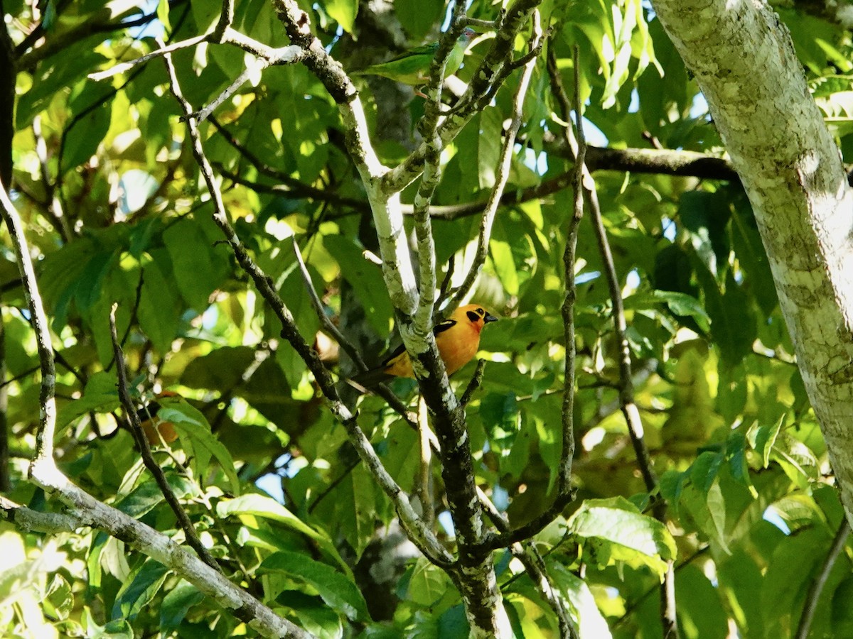 Golden Tanager - ML621514751