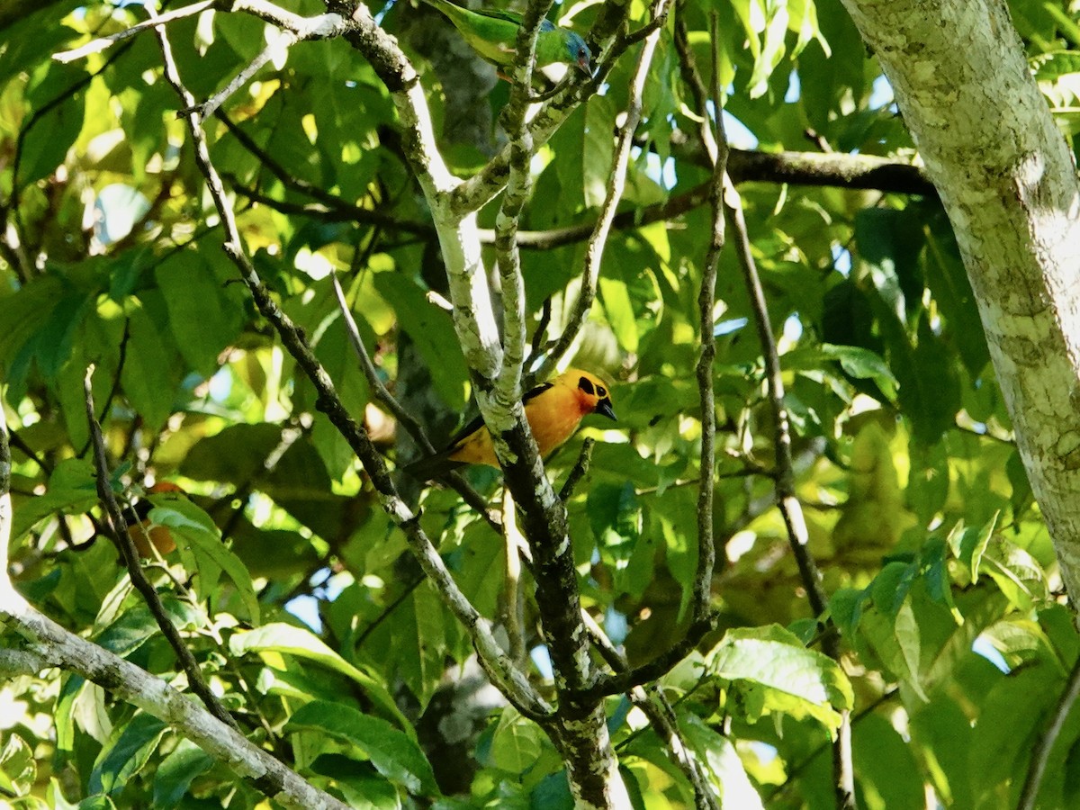 Golden Tanager - ML621514752