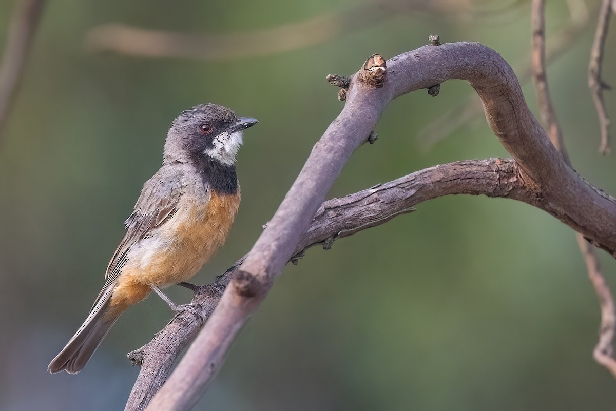 Rufous Whistler - ML621514777