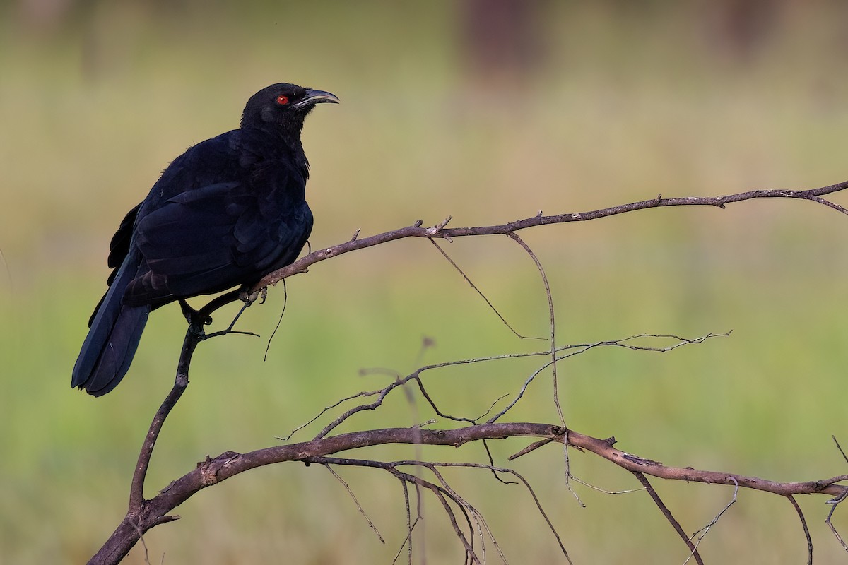 White-winged Chough - ML621514795