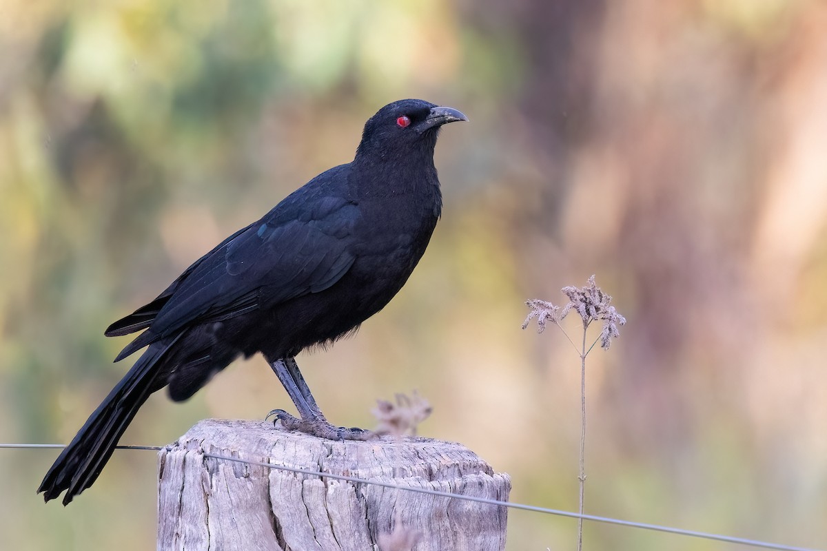 White-winged Chough - ML621514796