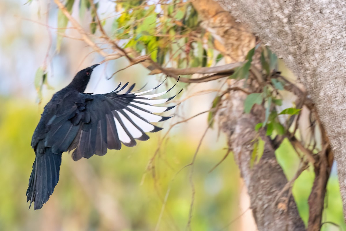 White-winged Chough - ML621514797