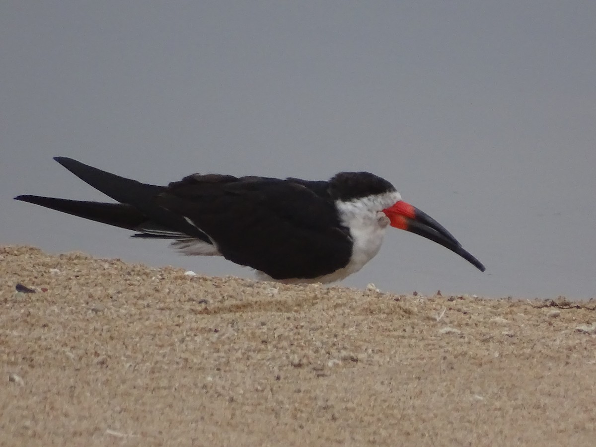 Black Skimmer - ML621514804