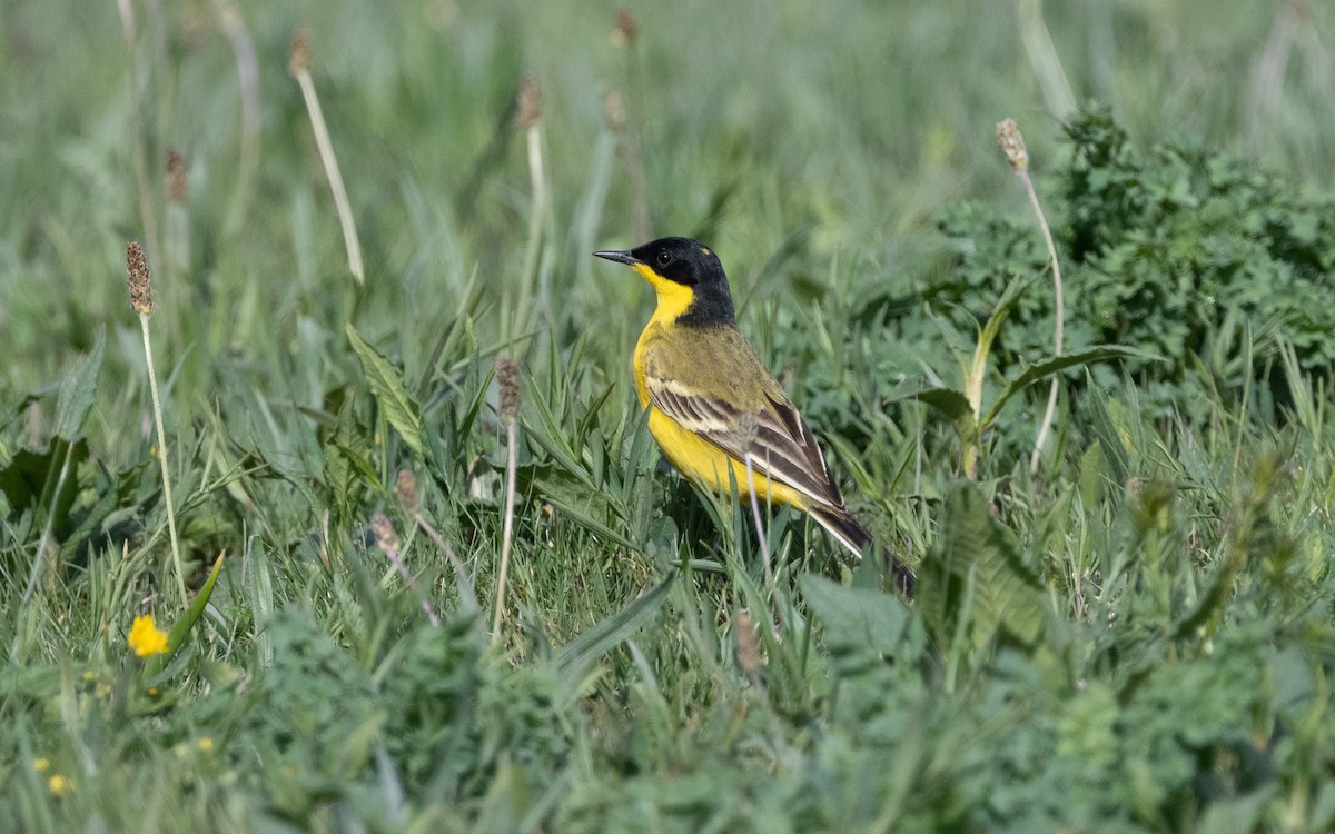 Western Yellow Wagtail (feldegg) - ML621514845