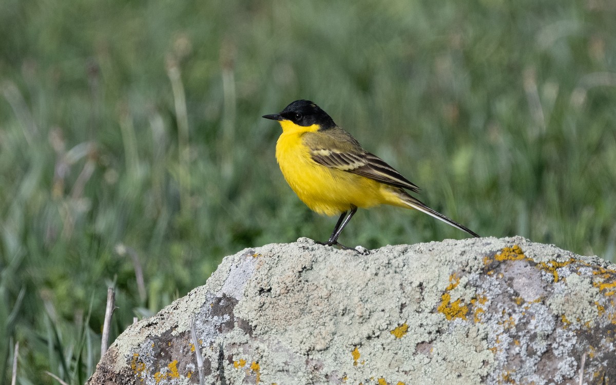 Western Yellow Wagtail (feldegg) - ML621514874