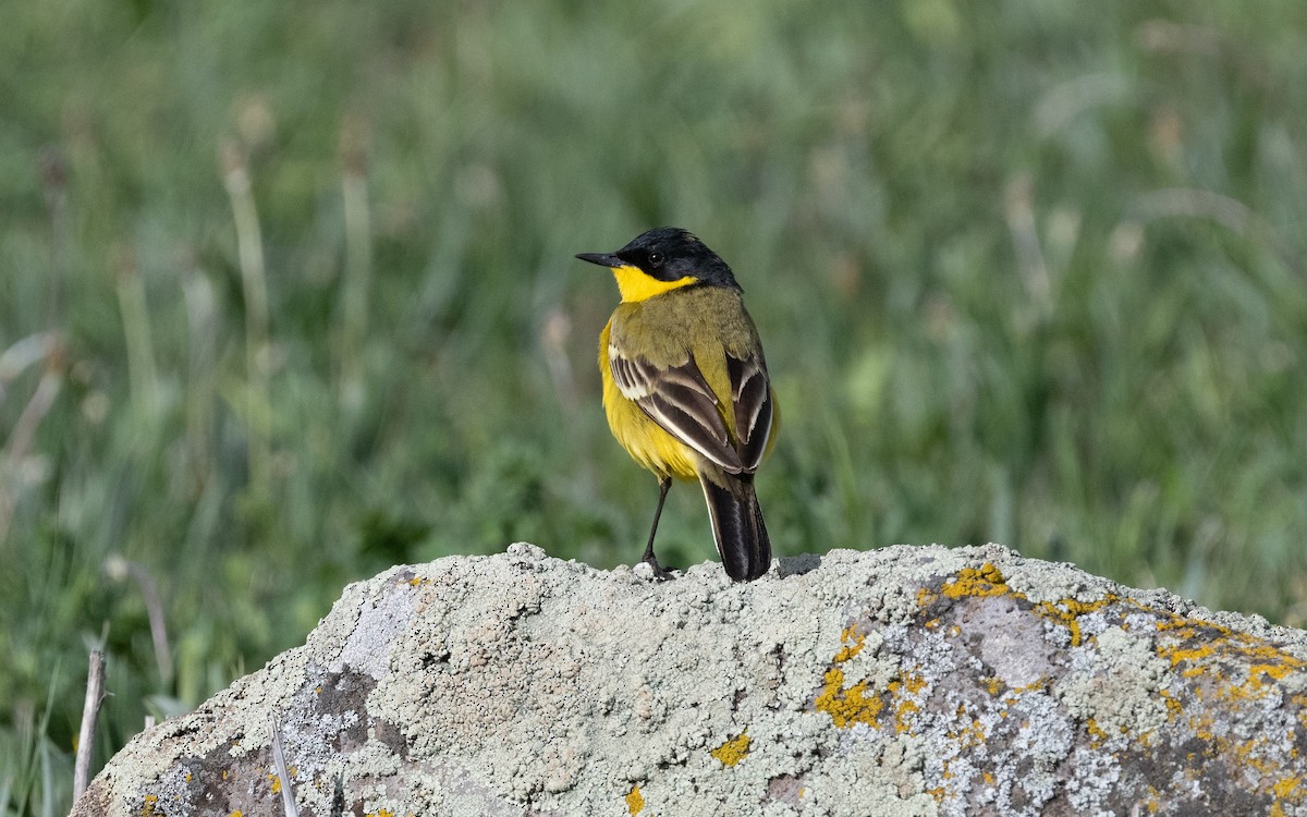 Western Yellow Wagtail (feldegg) - ML621514884