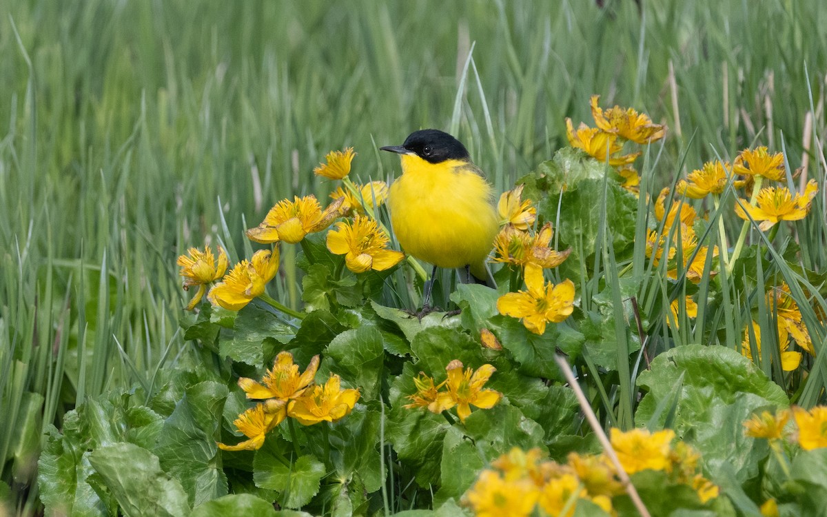 Western Yellow Wagtail (feldegg) - ML621514903