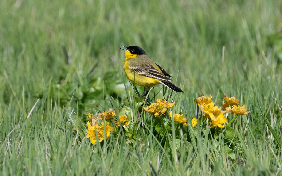 Western Yellow Wagtail (feldegg) - ML621514919